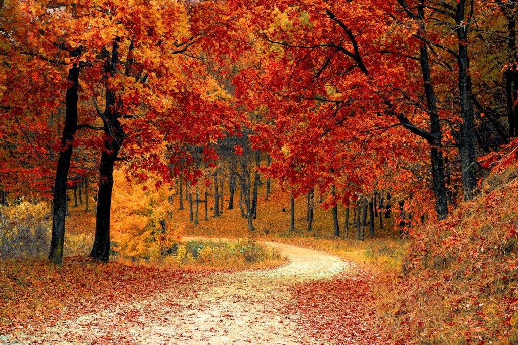 A winding path through an autumn forest with red and orange leaves — symbolising the changing season of a cofounder partnership and the road towards honest ambition conversations