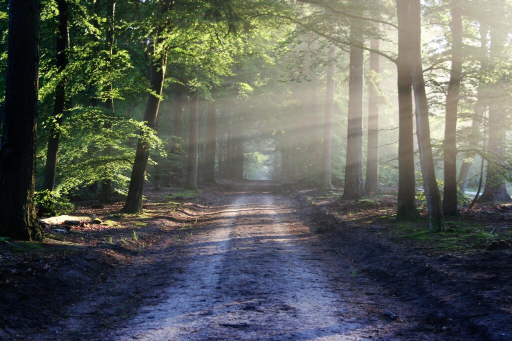 Sunlight breaking through a forest pathway — symbolising the moment of clarity when co-founders finally see the strategic direction of their business through the trees