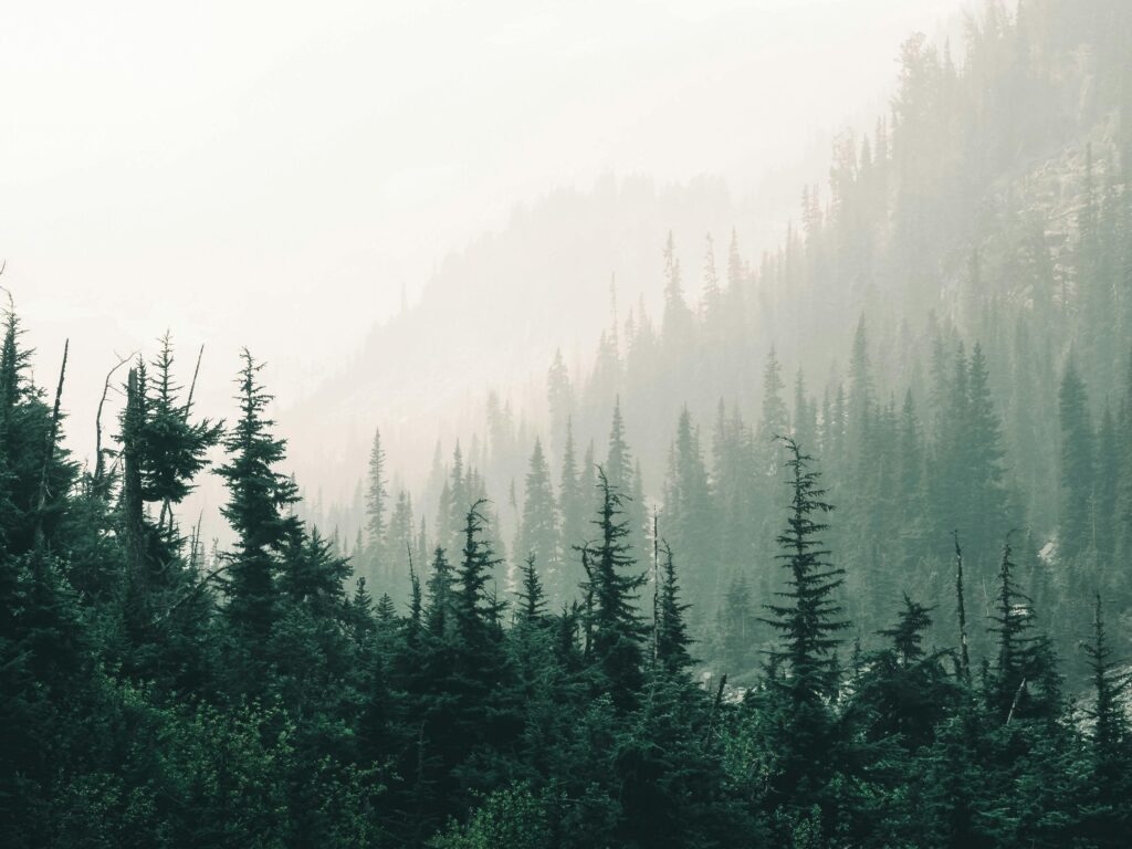 Misty pine forest representing a resilient leader navigating uncertainty through the fog